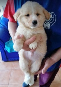 Lenny a cream coloured Romanian rescue puppy | 1 Dog at a Time Rescue UK