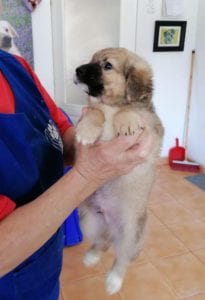 Lewis a faun coloured Romanian rescue puppy | 1 Dog at a Time Rescue UK