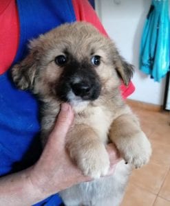Lewis a faun coloured Romanian rescue puppy | 1 Dog at a Time Rescue UK