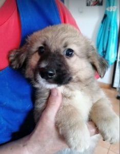 Lewis a faun coloured Romanian rescue puppy | 1 Dog at a Time Rescue UK