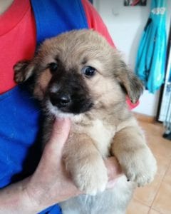 Lewis a faun coloured Romanian rescue puppy | 1 Dog at a Time Rescue UK
