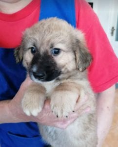 Lewis a faun coloured Romanian rescue puppy | 1 Dog at a Time Rescue UK