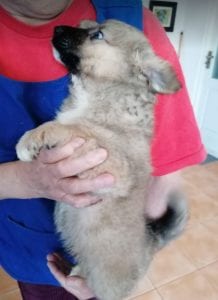 Lewis a faun coloured Romanian rescue puppy | 1 Dog at a Time Rescue UK