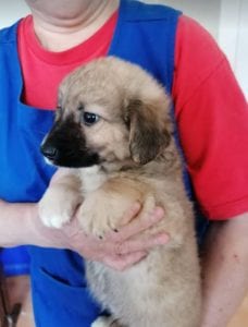 Lewis a faun coloured Romanian rescue puppy | 1 Dog at a Time Rescue UK