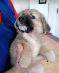 Lewis a faun coloured Romanian rescue puppy | 1 Dog at a Time Rescue UK