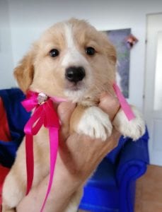 Libby a faun coloured Romanian rescue puppy | 1 Dog at a Time Rescue UK