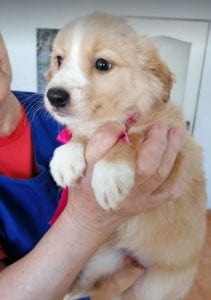 Libby a faun coloured Romanian rescue puppy | 1 Dog at a Time Rescue UK