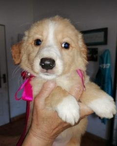 Libby a faun coloured Romanian rescue puppy | 1 Dog at a Time Rescue UK