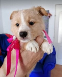 Libby a faun coloured Romanian rescue puppy | 1 Dog at a Time Rescue UK