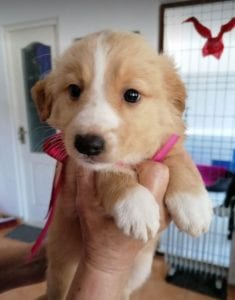 Libby a faun coloured Romanian rescue puppy | 1 Dog at a Time Rescue UK