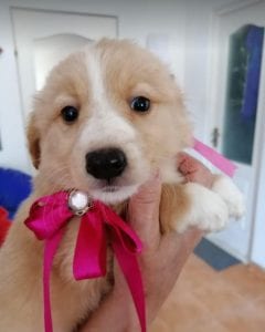 Libby a faun coloured Romanian rescue puppy | 1 Dog at a Time Rescue UK