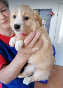 Libby a faun coloured Romanian rescue puppy | 1 Dog at a Time Rescue UK
