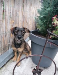 Lika a black and tan Romanian rescue dog | 1 Dog at a Time Rescue UK