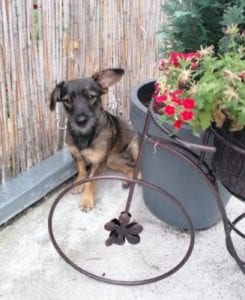 Lika a black and tan Romanian rescue dog | 1 Dog at a Time Rescue UK