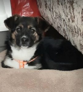 Lily a black and tan Romanian rescue dog | 1 Dog at a Time Rescue UK