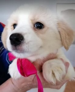 Lola a cream coloured Romanian rescue puppy | 1 Dog at a Time Rescue Uk