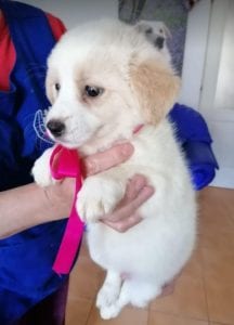 Lola a cream coloured Romanian rescue puppy | 1 Dog at a Time Rescue Uk