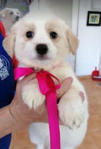 Lola a cream coloured Romanian rescue puppy | 1 Dog at a Time Rescue Uk