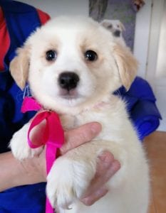Lola a cream coloured Romanian rescue puppy | 1 Dog at a Time Rescue Uk