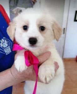 Lola a cream coloured Romanian rescue puppy | 1 Dog at a Time Rescue Uk