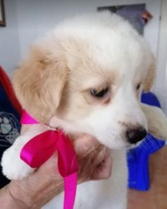 Lola a cream coloured Romanian rescue puppy | 1 Dog at a Time Rescue Uk