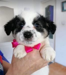 Lottie a black and white Romanian rescue puppy | 1 Dog at a Time Rescue UK