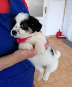 Lottie a black and white Romanian rescue puppy | 1 Dog at a Time Rescue UK