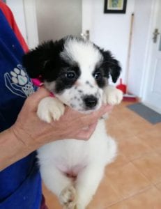 Lottie a black and white Romanian rescue puppy | 1 Dog at a Time Rescue UK