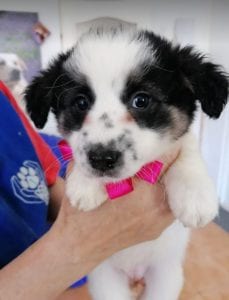 Lottie a black and white Romanian rescue puppy | 1 Dog at a Time Rescue UK