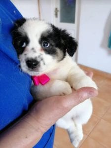 Lottie a black and white Romanian rescue puppy | 1 Dog at a Time Rescue UK