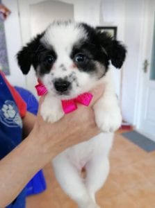 Lottie a black and white Romanian rescue puppy | 1 Dog at a Time Rescue UK