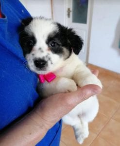 Lottie a black and white Romanian rescue puppy | 1 Dog at a Time Rescue UK