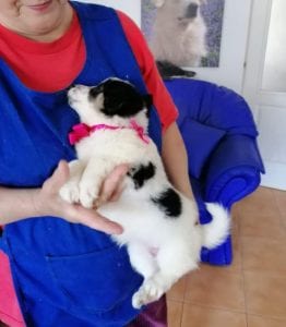 Lottie a black and white Romanian rescue puppy | 1 Dog at a Time Rescue UK
