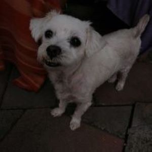 Lucky a white Romanian rescue dog | 1 Dog at a Time Rescue UK