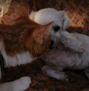 Lucky a white Romanian rescue dog | 1 Dog at a Time Rescue UK