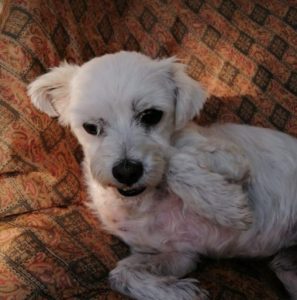 Lucky a white Romanian rescue dog | 1 Dog at a Time Rescue UK