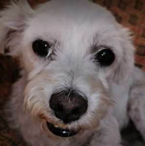 Lucky a white Romanian rescue dog | 1 Dog at a Time Rescue UK
