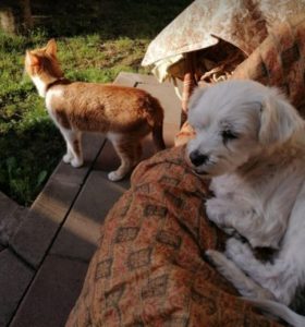 Lucky a white Romanian rescue dog | 1 Dog at a Time Rescue UK