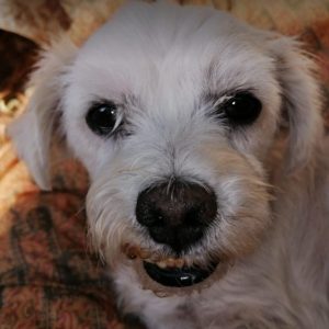 Lucky a white Romanian rescue dog | 1 Dog at a Time Rescue UK