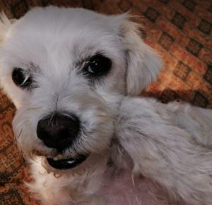 Lucky a white Romanian rescue dog | 1 Dog at a Time Rescue UK