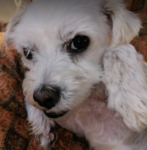 Lucky a white Romanian rescue dog | 1 Dog at a Time Rescue UK