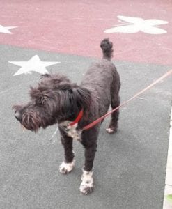 Mikky a black Romanian rescue dog | 1 Dog at a Time Rescue UK