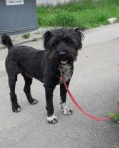 Mikky a black Romanian rescue dog | 1 Dog at a Time Rescue UK