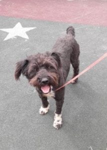 Mikky a black Romanian rescue dog | 1 Dog at a Time Rescue UK