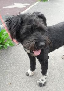 Mikky a black Romanian rescue dog | 1 Dog at a Time Rescue UK