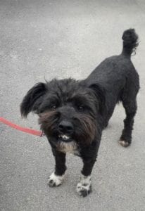 Mikky a black Romanian rescue dog | 1 Dog at a Time Rescue UK