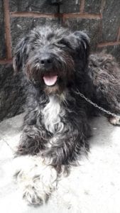 Mikky a black Romanian rescue dog | 1 Dog at a Time Rescue UK