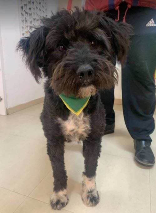 Mikky a black Romanian rescue dog | 1 Dog at a Time Rescue UK