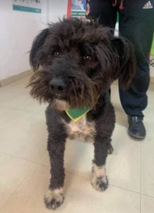 Mikky a black Romanian rescue dog | 1 Dog at a Time Rescue UK