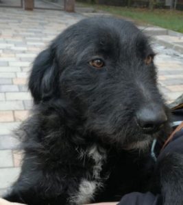 Miro a black Romanian rescue dog | 1 Dog at a Time Rescue UK